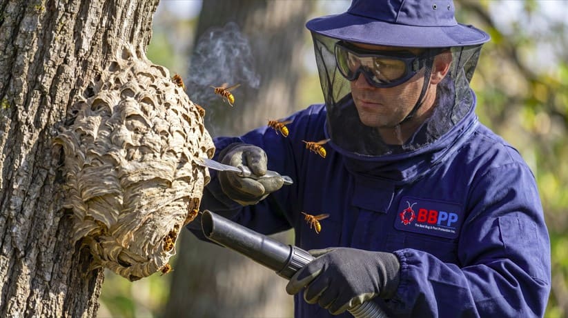 Bald-Faced Hornet Removal Vaughan